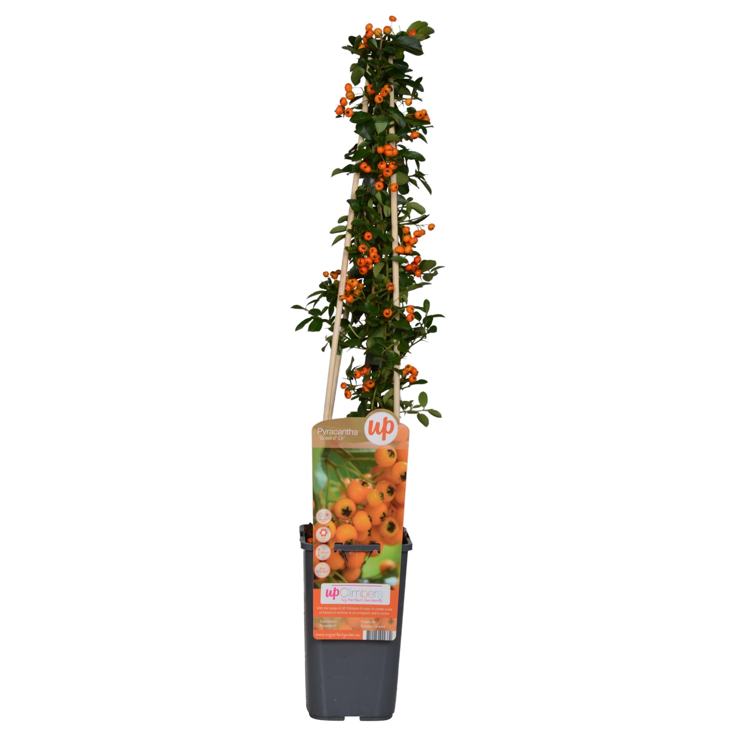 Pyracantha 'Soleil dOr' - Krzew kolczasty dekoracyjny - 15cm - 65cm