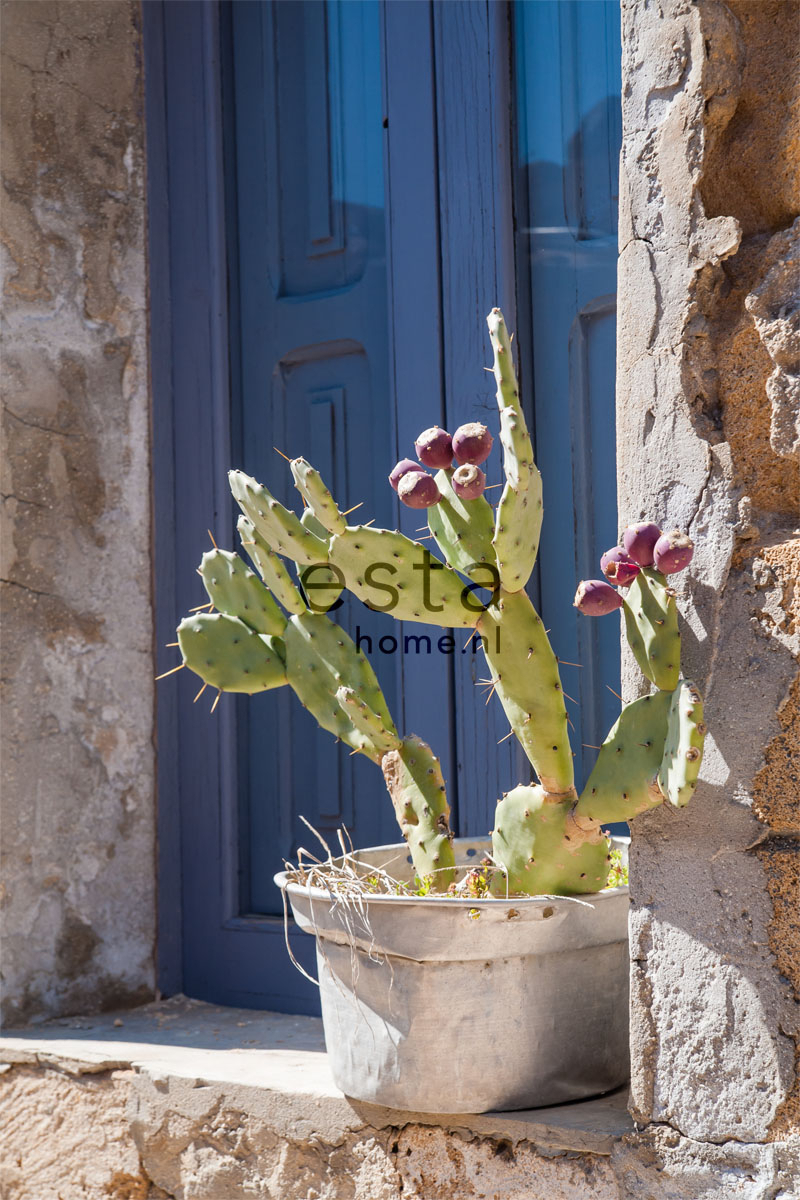 Fotomural cactus azul, verde y beige - 186 cm x 2,79 m - estahome