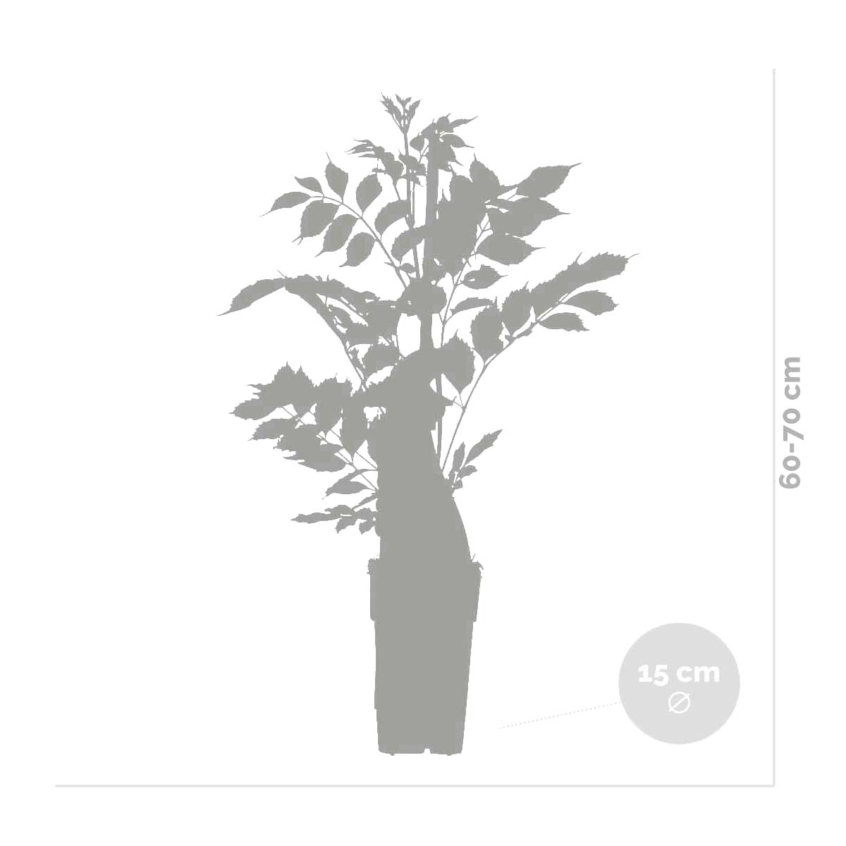 Lot de 2 - Wisteria sinensis 'Prolific' - Glycine bleue - H. 50-70 cm - P. 15 cm - 4