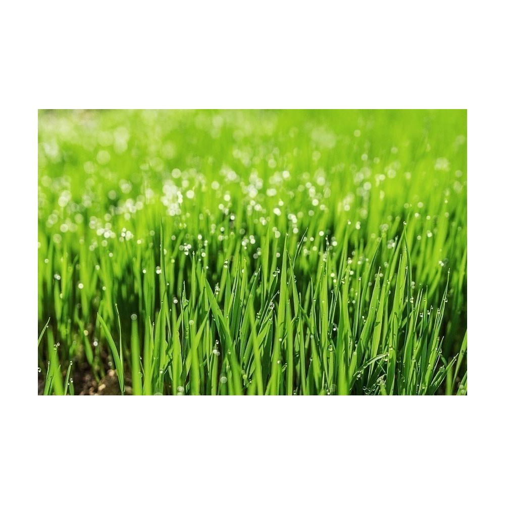 Terreau lombricompost régénérant 10 kg Secret Vert - 6
