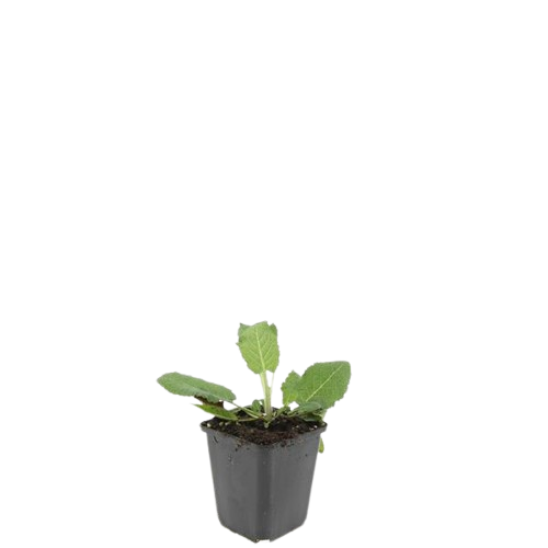 24x Plante Salvia nem. 'Mainacht' - ↕10-25cm (hauteur) - Ø9cm (diamètre)– ComfortXL Green - 2