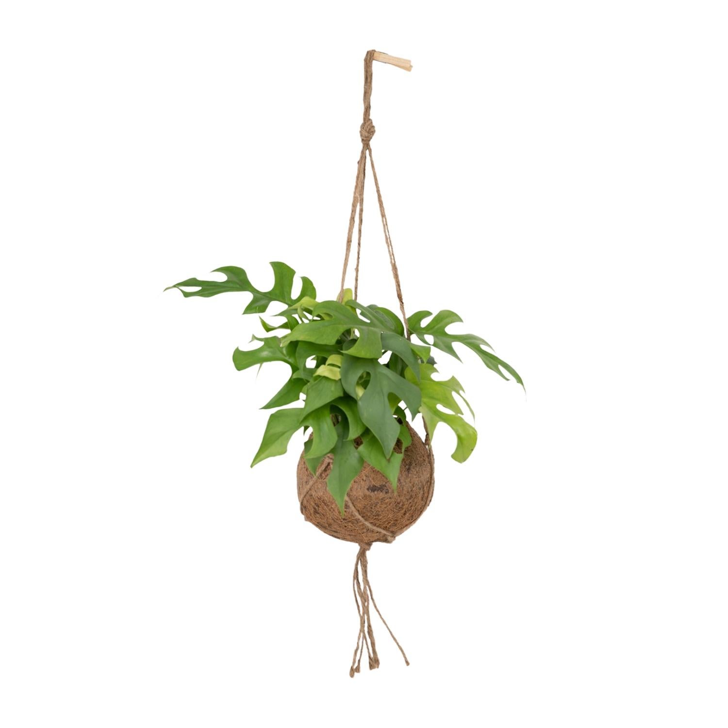 Kokodama Monstera Minima - Roślina dziurawa - Doniczka Ø15 cm - Wysokość 25 cm