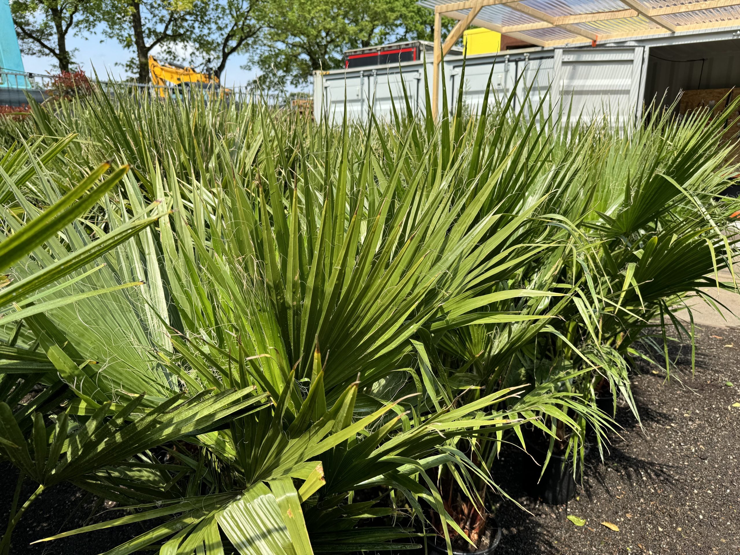 Sunny Tree – Palmier Washingtonia Robusta multi-troncs – 140–160 cm avec pot – Palmier éventail du Mexique - 5