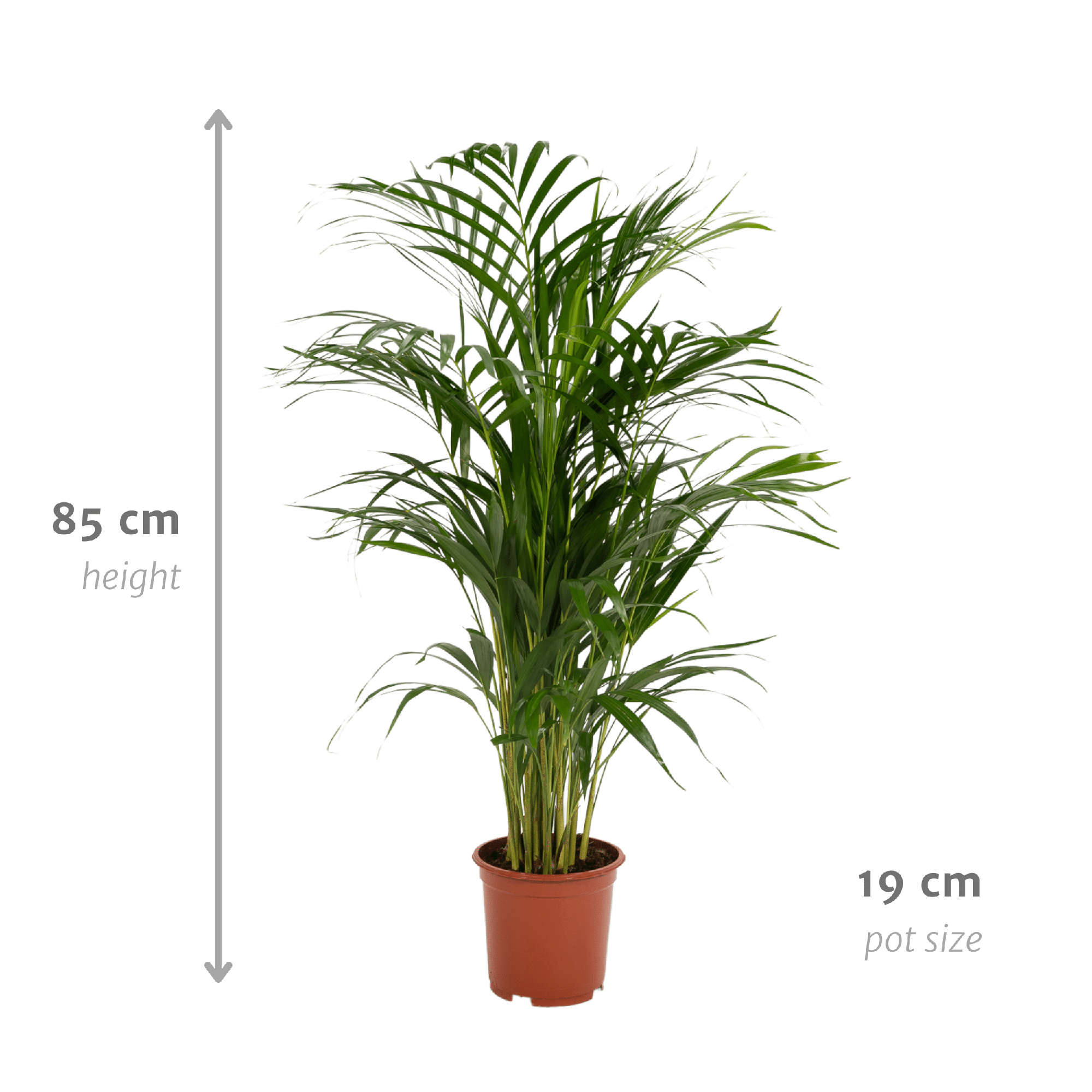 Palmier Areca plante d’intérieur feuillage vert hauteur 70 cm pot Ø17 cm– ComfortXL Green - 4