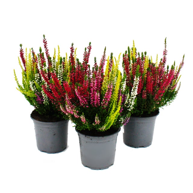 Set multicolor de Calluna vulgaris con 3 plantas de brezo resistente al invierno en maceta de 11cm con cuatro colores por maceta