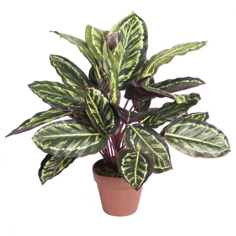 Plante Artificielle Calathea Zebra 49cm avec pot | Plantes en plastique pour la décoration de jardin intérieur et extérieur - 2