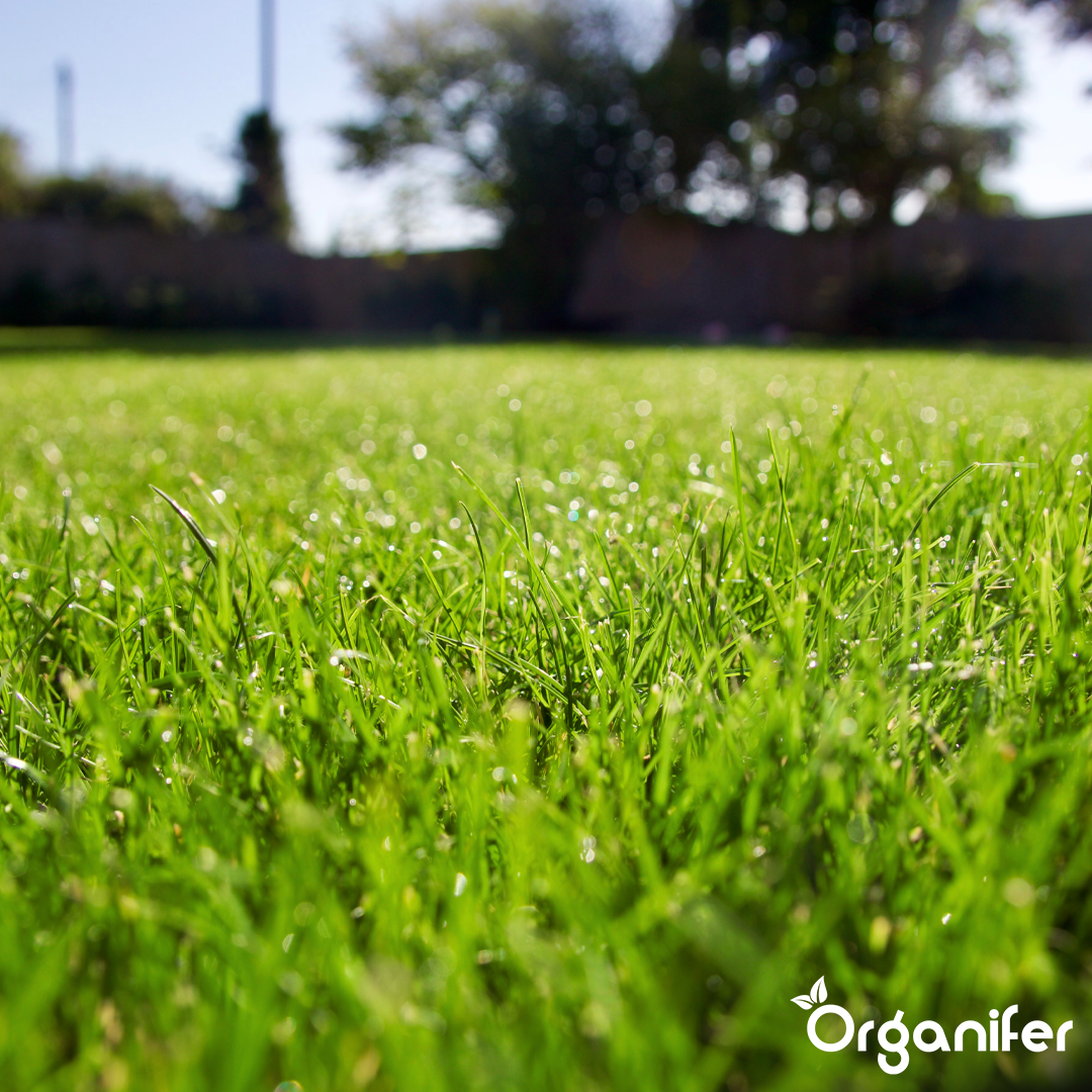 Gazon Résistant à la Sécheresse - Arida (10 kg pour 500 m²) - Organifer - 5