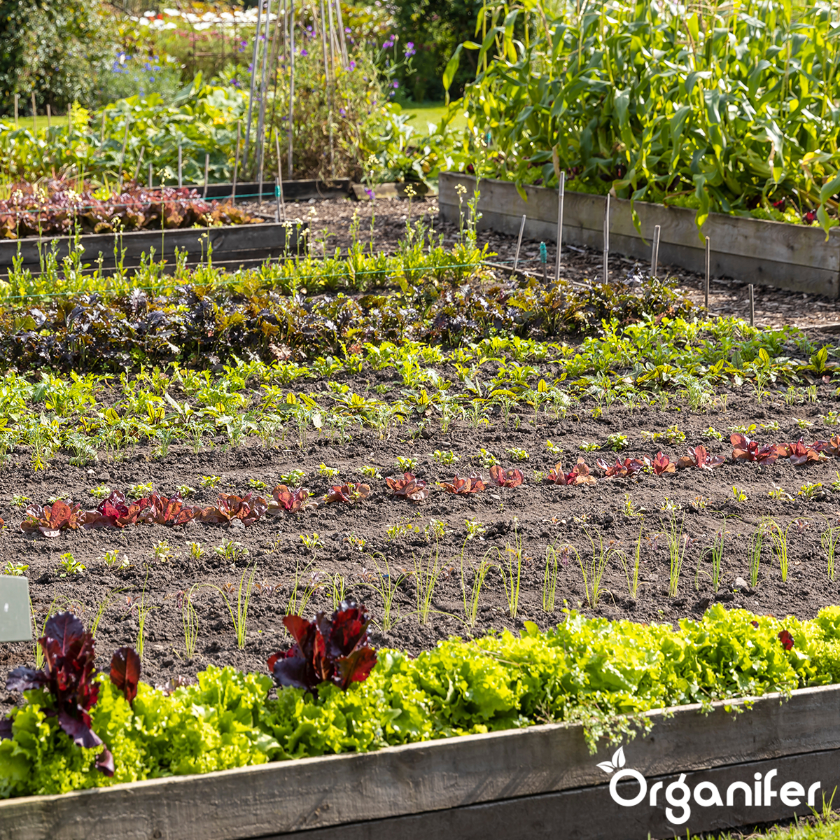 Pack De Semences De Légumes - 25 Variétés Culinaires - Organifer - 9