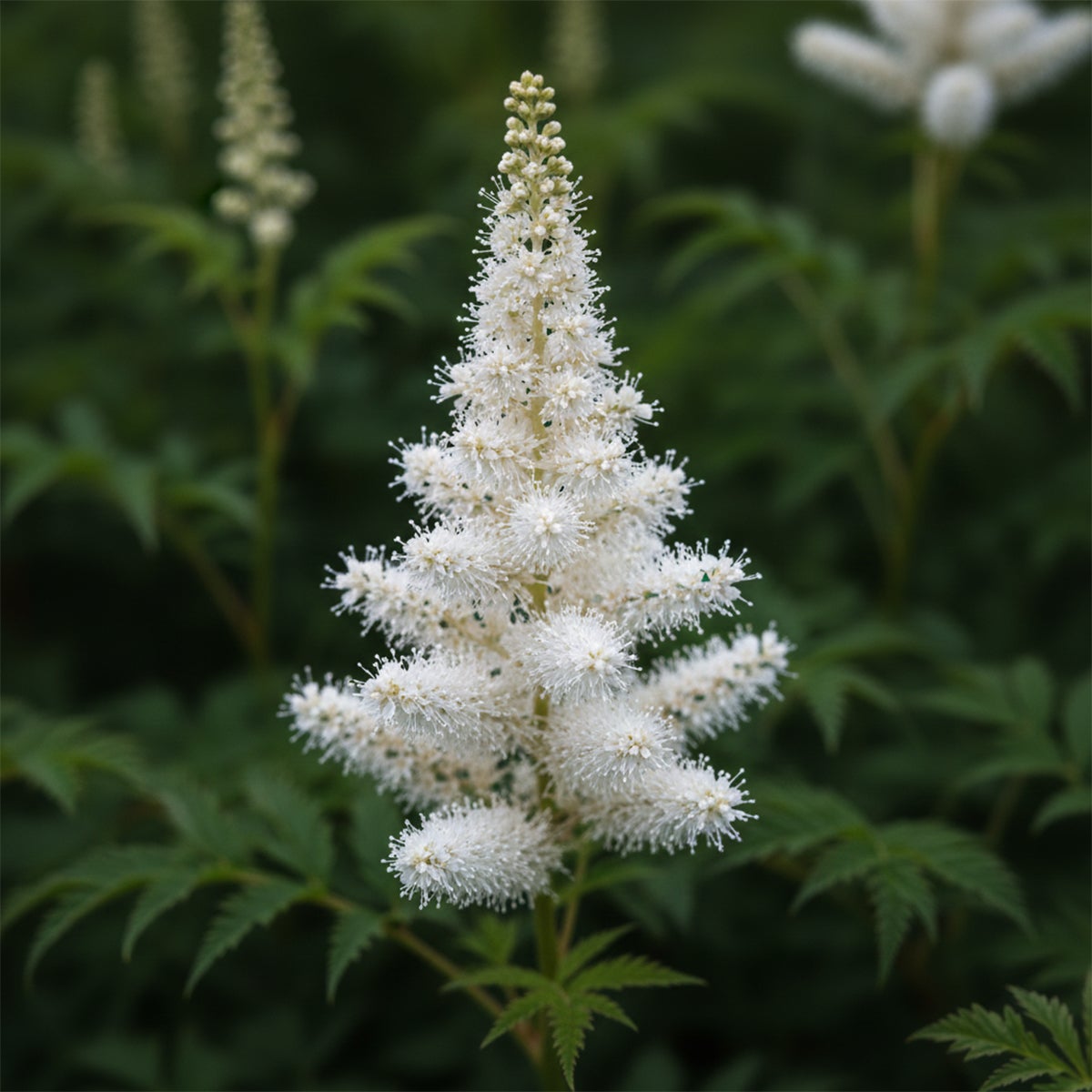 Lot de 6 - Astilbe Astary White - Fausse spirée - Plante de Jardin - H. 10-20 cm - P. 9 cm - 4