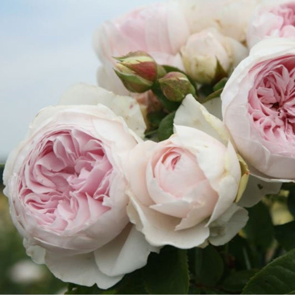 Rosa - Kordes Parfuma rosier - Rosa 'Herzogin Christana'- Pot plant-o ...