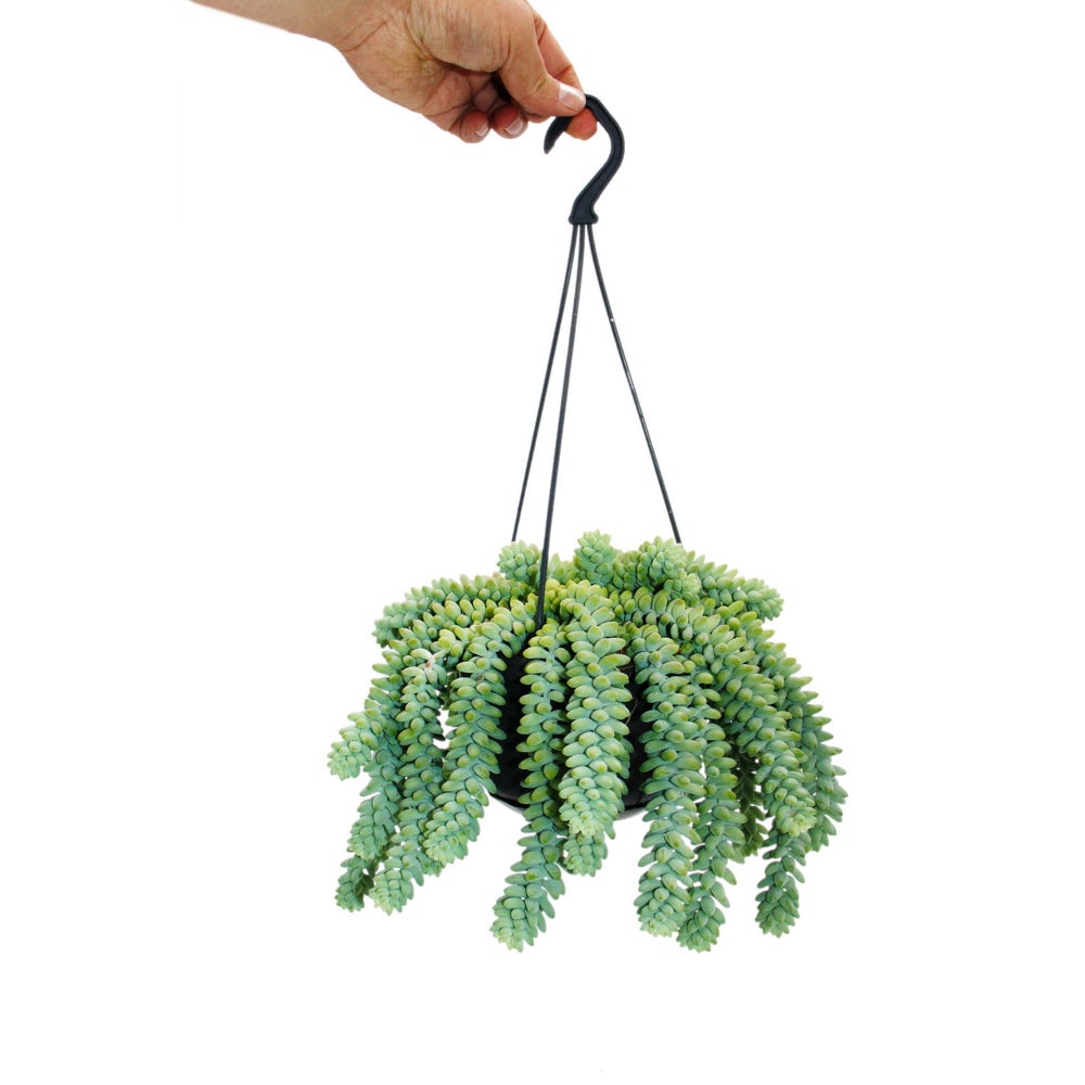 Sedum morganianum 'Burrito' - Balançoire de singe - 14cm pot à suspension - Succulente suspendue - 2