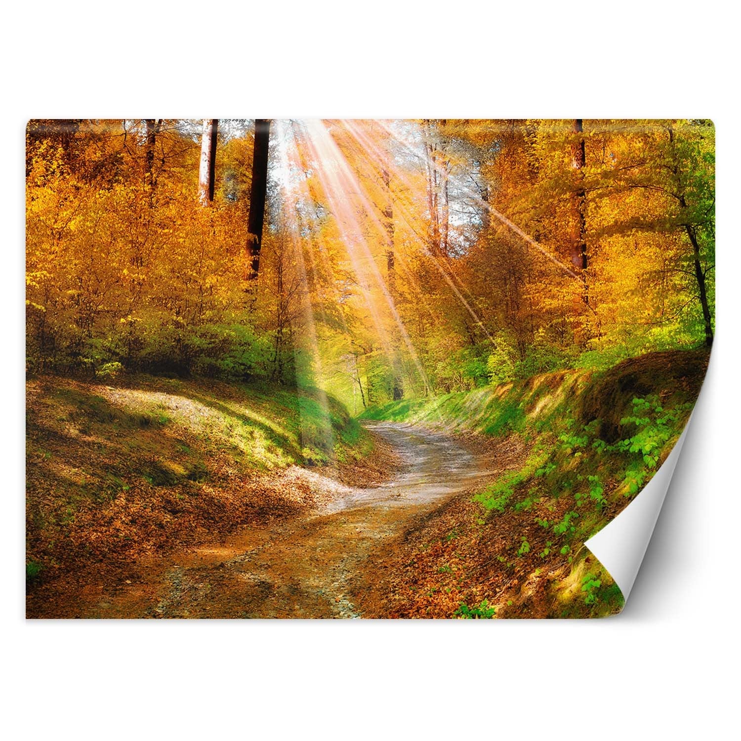 Fototapeta, Ścieżka w lesie 300x210