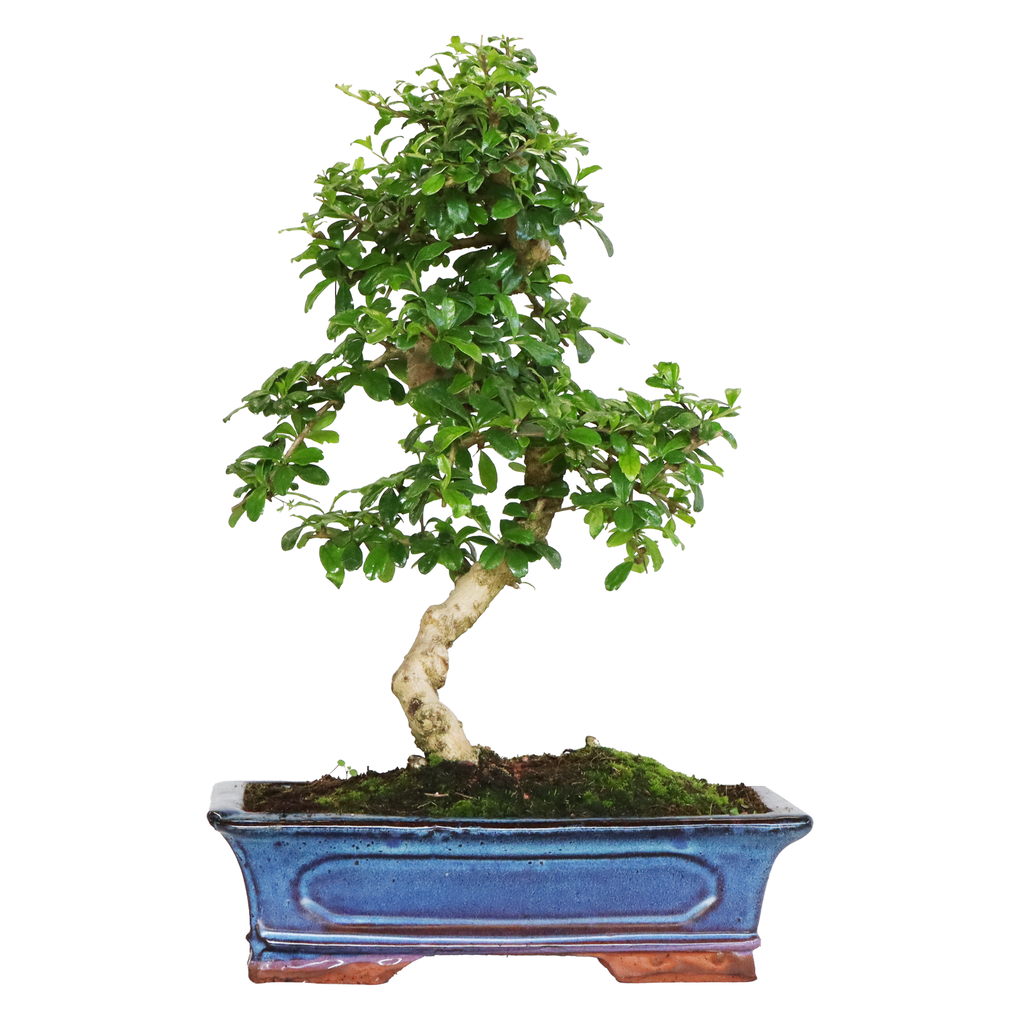japanischer bambus kaufen Kunstpflanze Japanischer Bambus main image 0