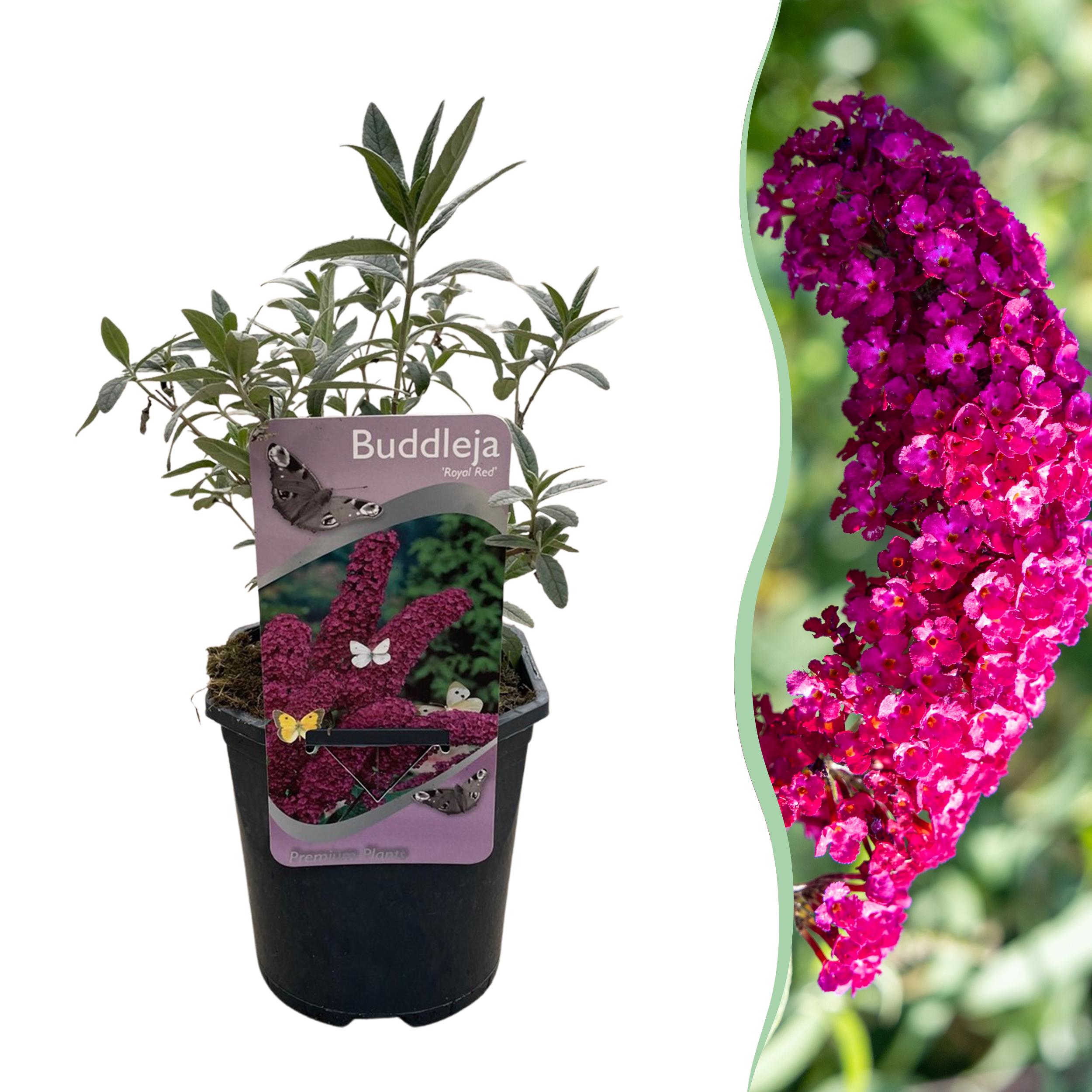 Green boutiQ – Krzew motyli – Buddleja davidii Royal Red – Kwiat czerwony – 1 roślina – Liściasty – Przyciąga motyle – Doniczka 17 cm W25 cm
