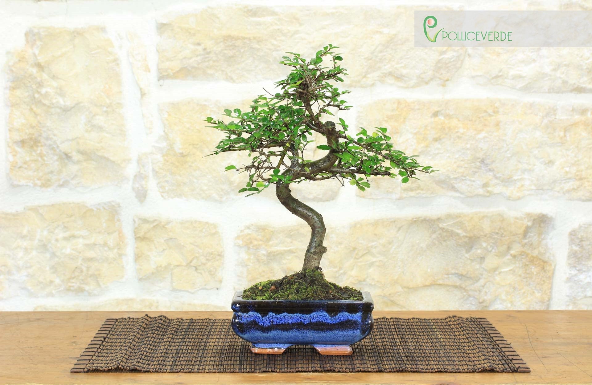 Bonsai di Olmo Cinese vaso cm. 15 - 2