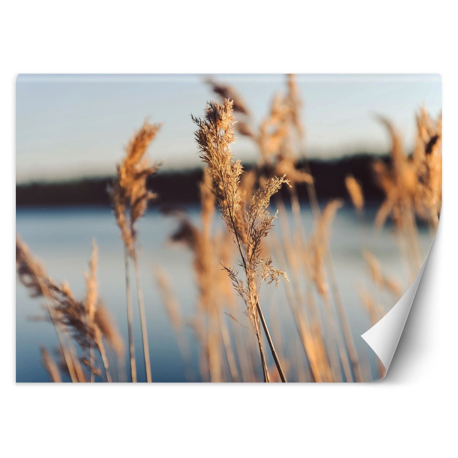 Fototapeta, Trawa pampasowa na tle jeziora 200x140