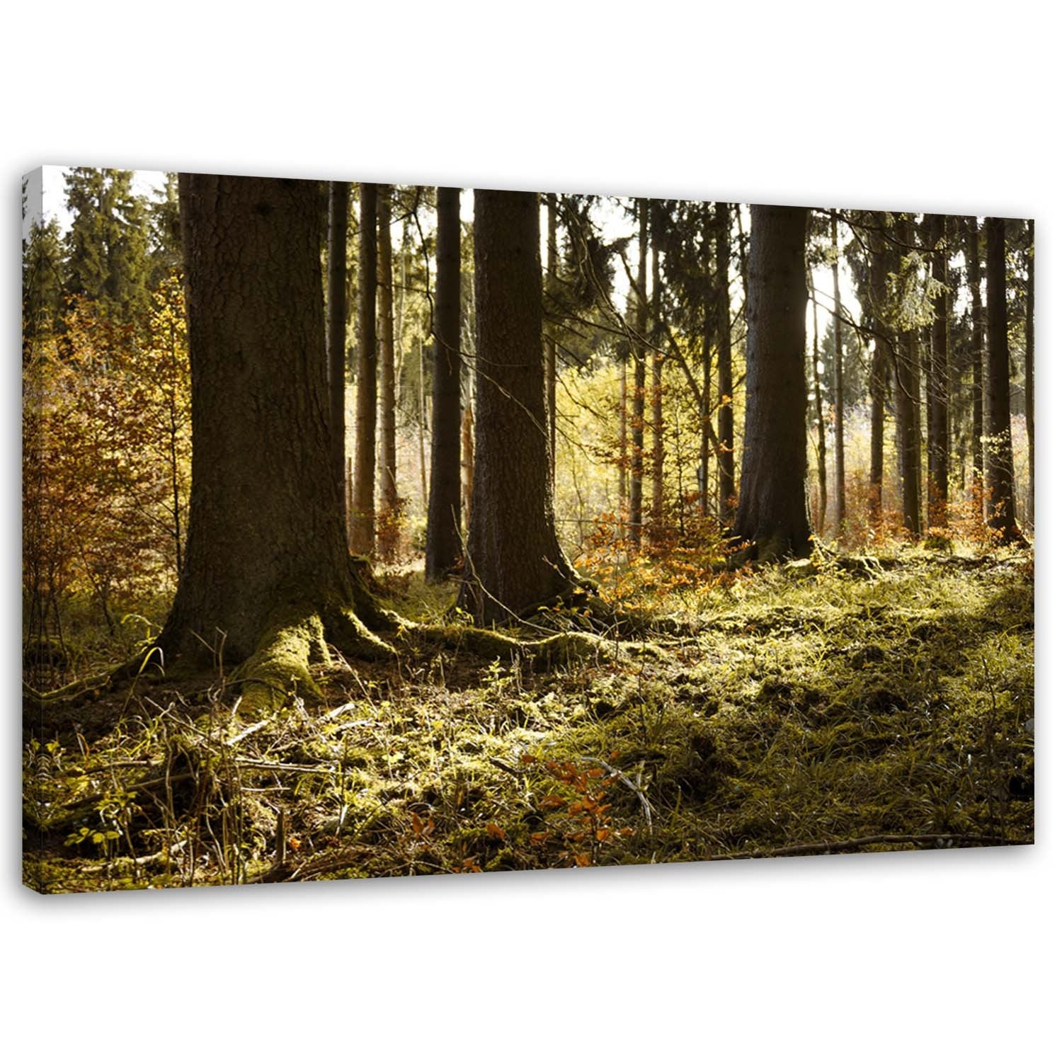 Obraz na płótnie, Las mgła krajobraz 100x70