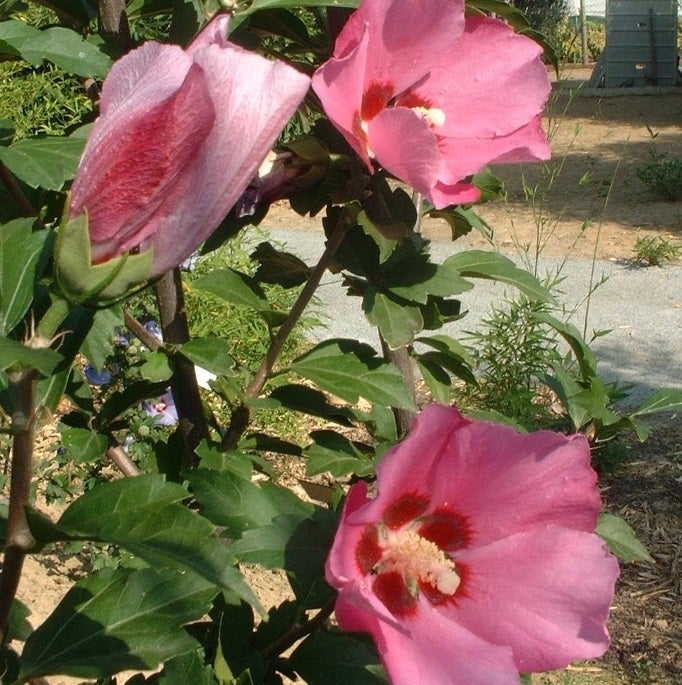 Flogi Process Mauve en arbre 'Pink Giant' - Hibiscus syriacus 'Pink Giant' ('Flogi ...