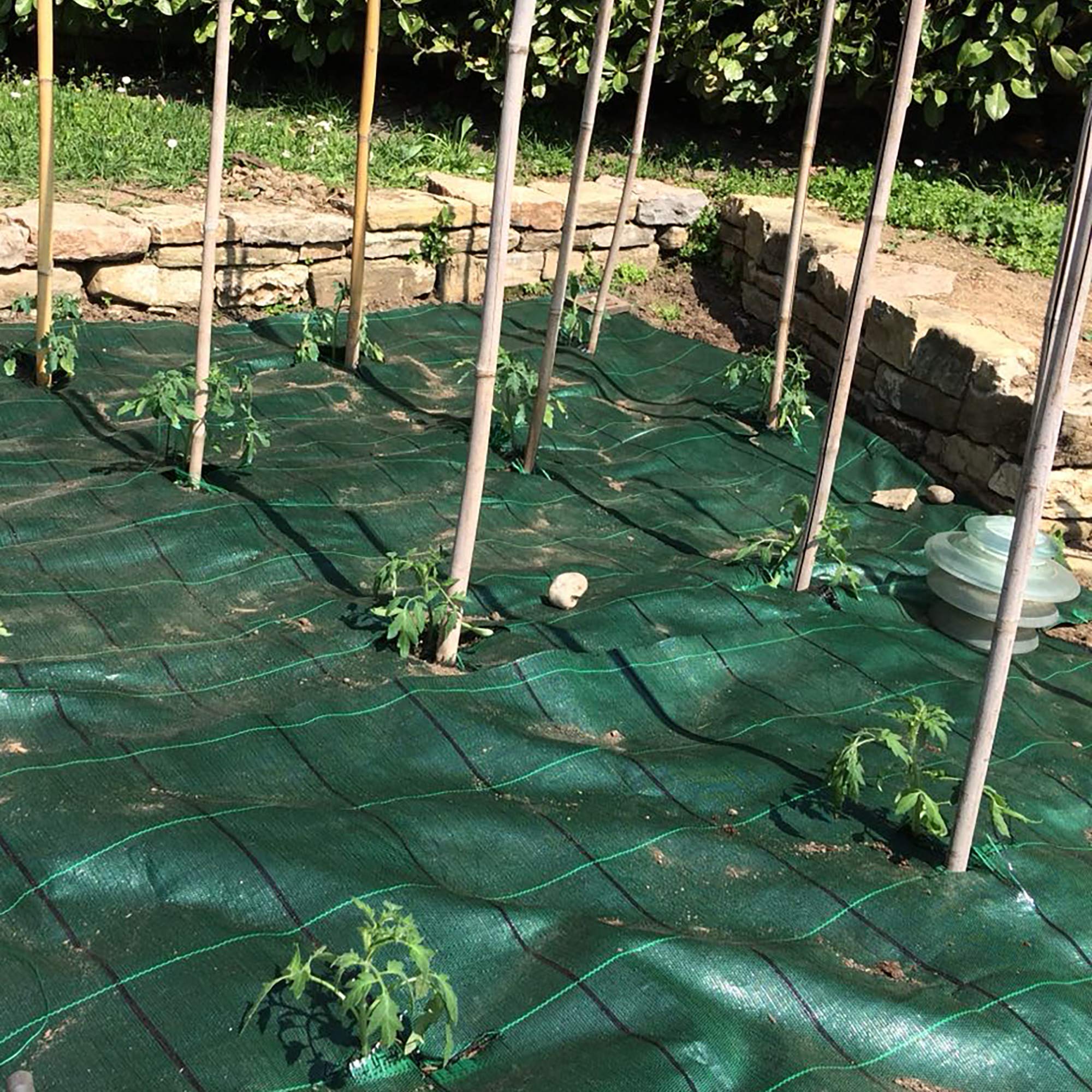 TENAX Cover Pro 1,60x5 m Verde, Telo Antierbacce Professionale per Pacciamatura - 2