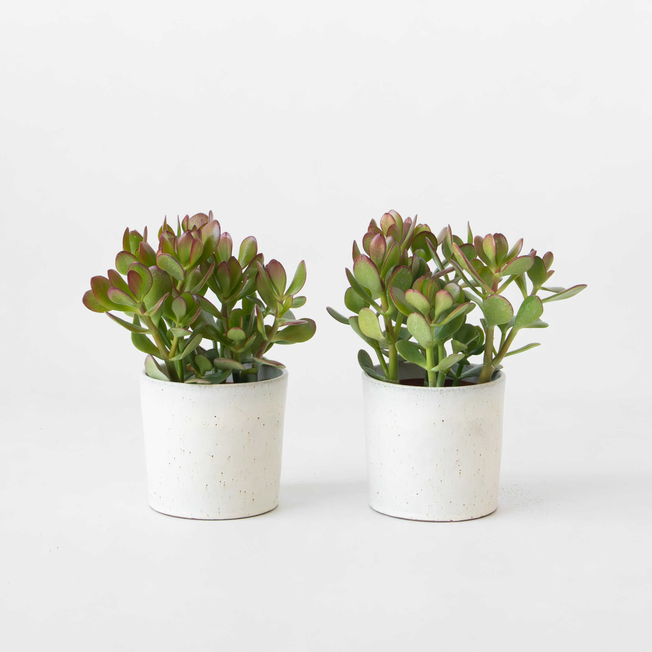 Albero di Giada - Set 2 - Crassula ovata - Altezza 15-25cm - ø12cm - 5