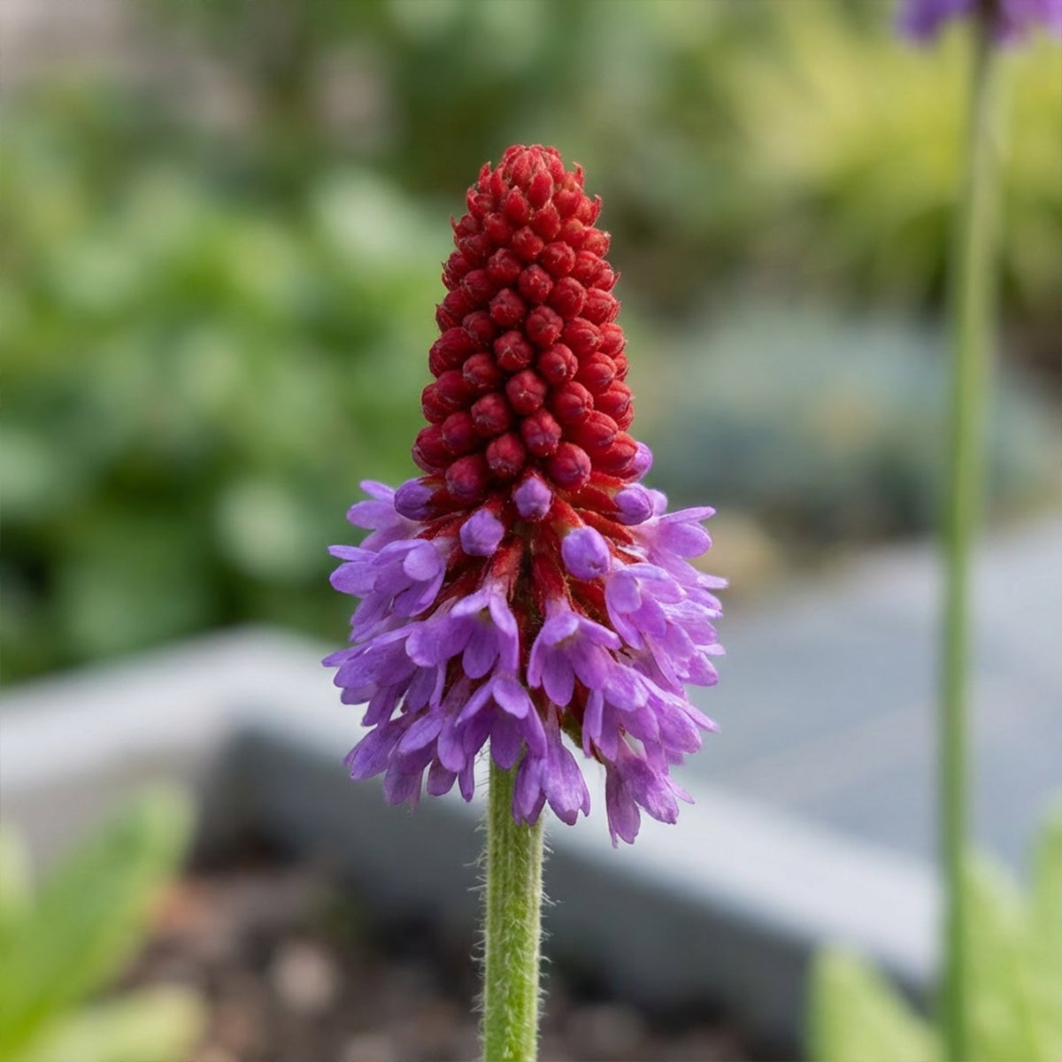 Lot de 6 - Primula Vialii - Primevère Orchidée - Floraison abondante - H. 10-20 cm - P. 9 cm - 4