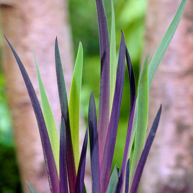 Lot de 3 - Iris Versicolor - Iris versicolore - Plantes de bassin - H. 20-30 cm - P. 9 cm - 4