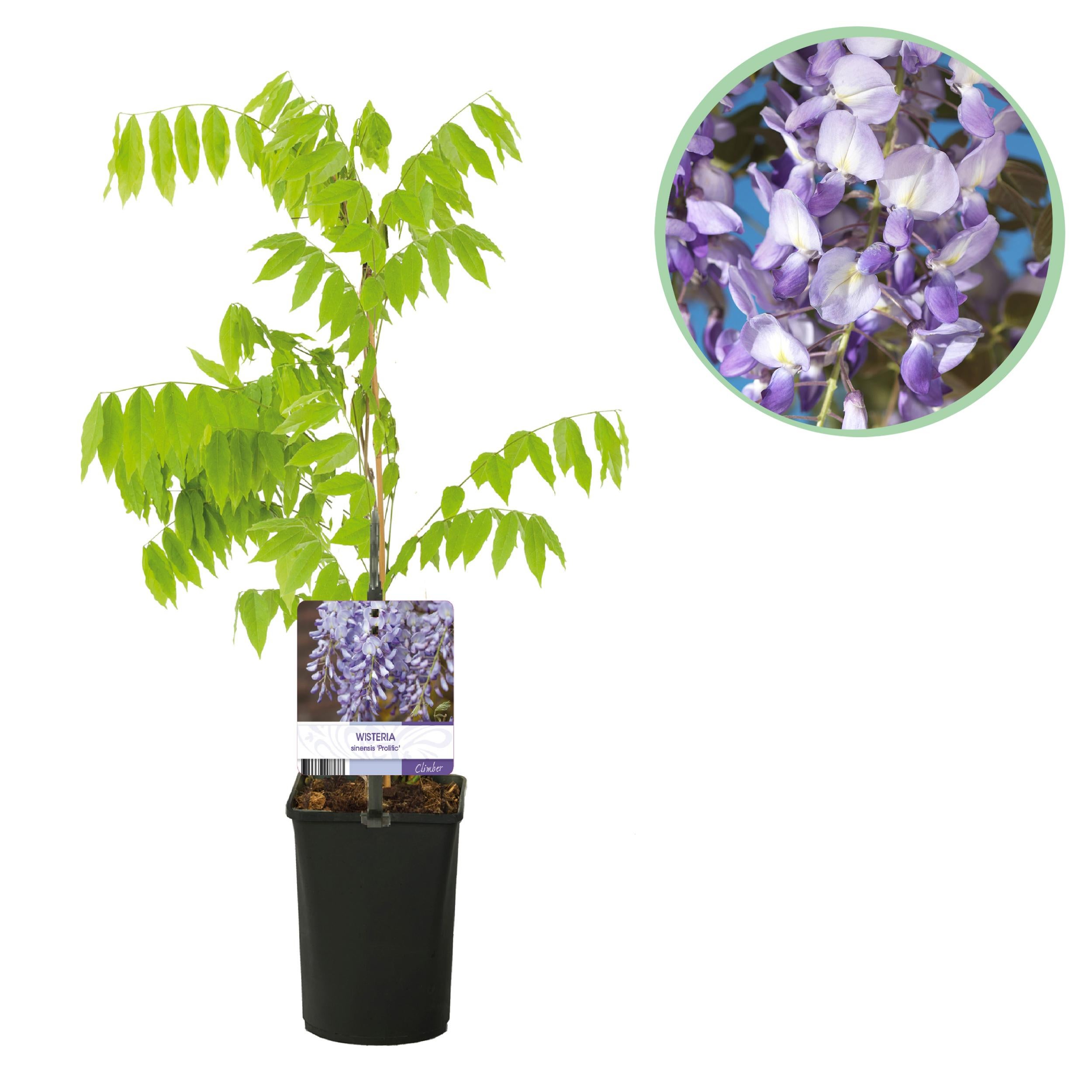 Green boutiQ – Wisteria Wisteria floribunda Prolific – 1 roślina – Kwiat niebieski – Doniczka 11 cm – Wys 40 cm