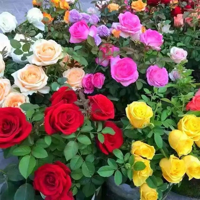 200 graines de rosiers grimpants, graines de fleurs, graines de fleurs de roses, floraison toute l'année, pour la décoration de jardin de balcon