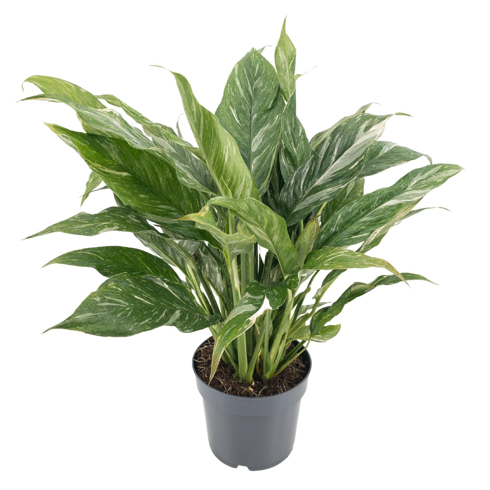 Diamond Variegata Ø14cm - Roślina doniczkowa łatwa w pielęgnacji, dekoracyjne liście odmianowe, wysokość 55 cm