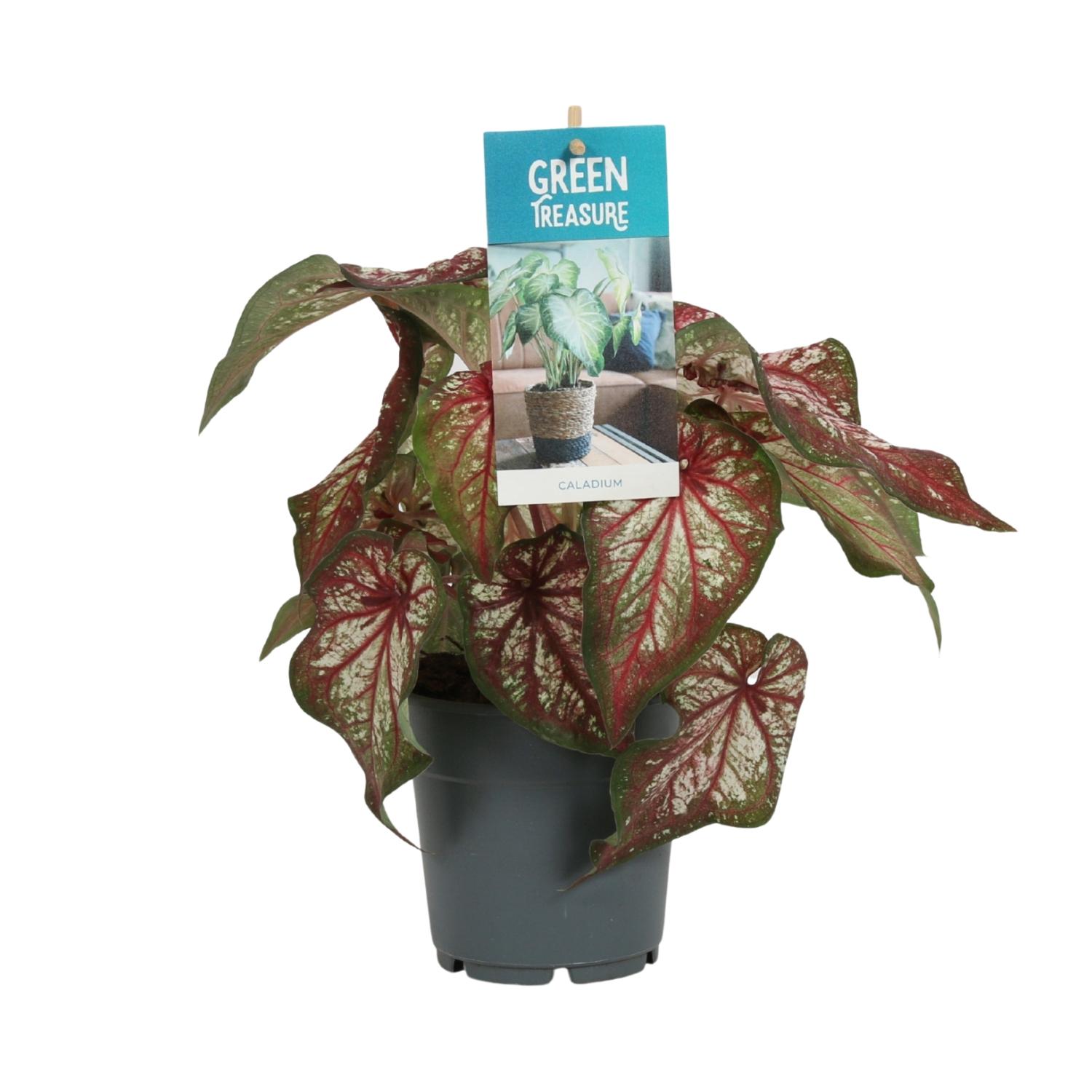 Caladium Bicolor 12 cm - Roślina doniczkowa 25 cm - Liście serca zielone i białe