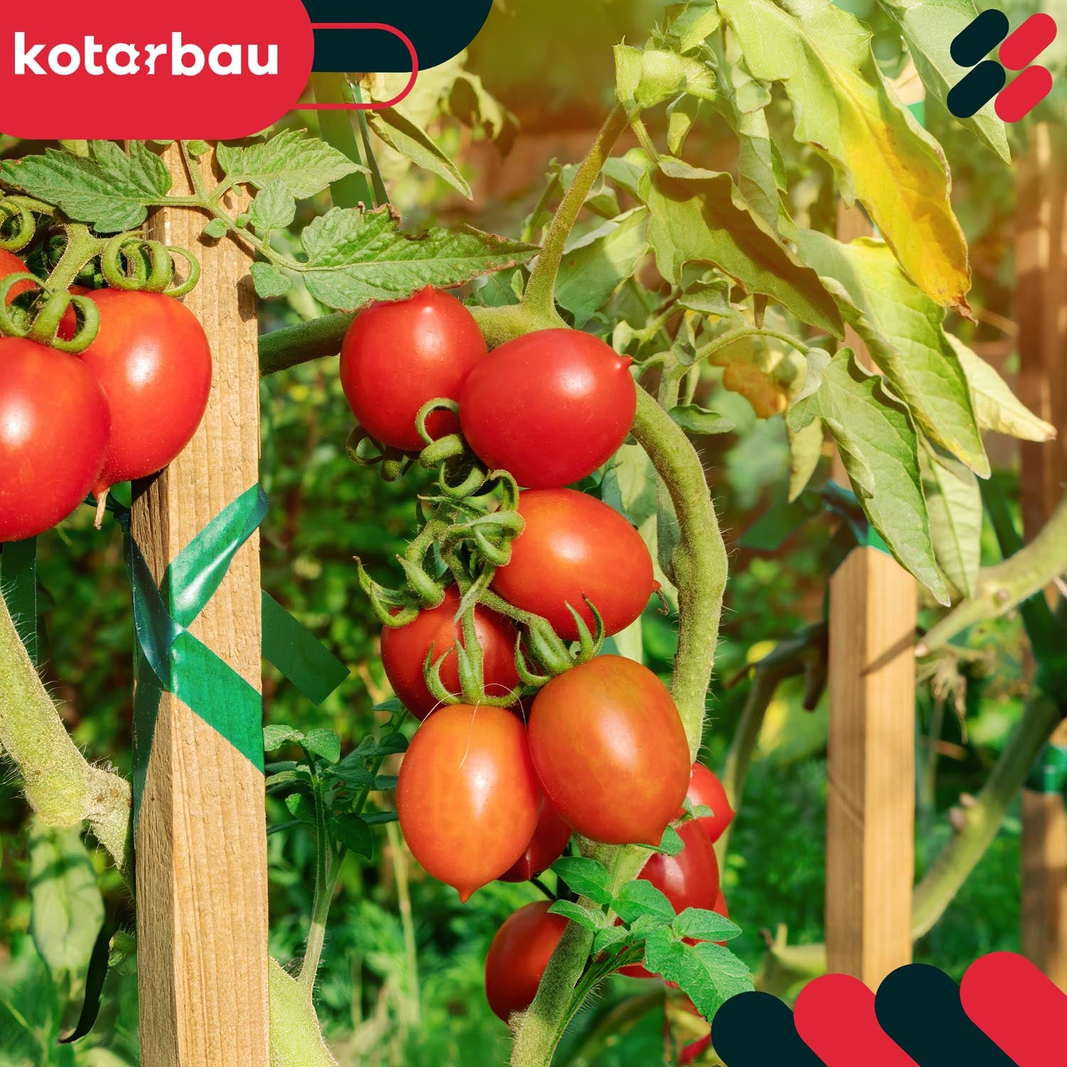 Tuteurs à tomates en bois KOTARBAU® pour potagers, tuteurs pour arbres et arbustes 40 cm, lot de 15 - 2
