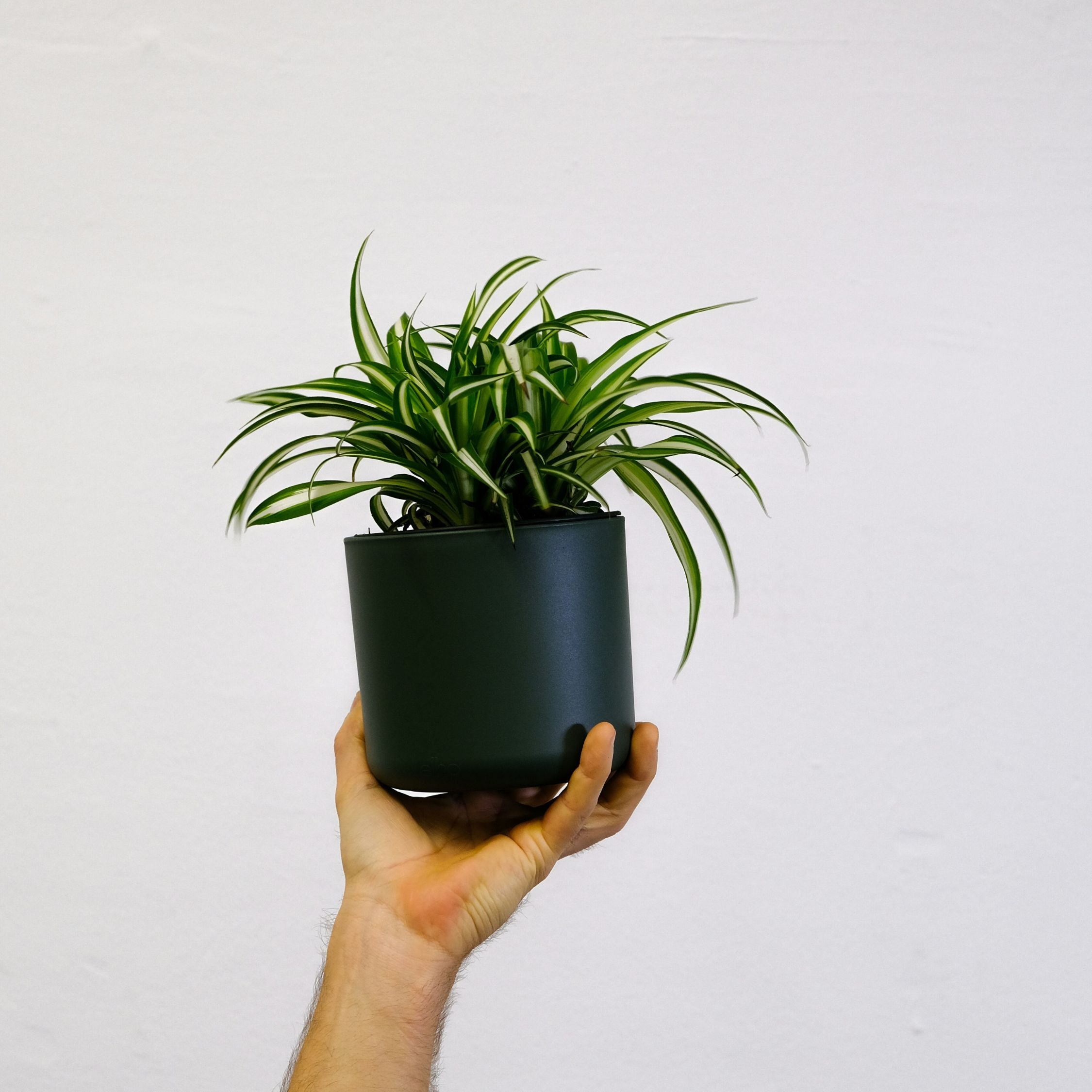Plante araignée - Set de 6 - Chlorophytum comosum 'Atlantic' - H25-40cm - ⌀12cm - 3