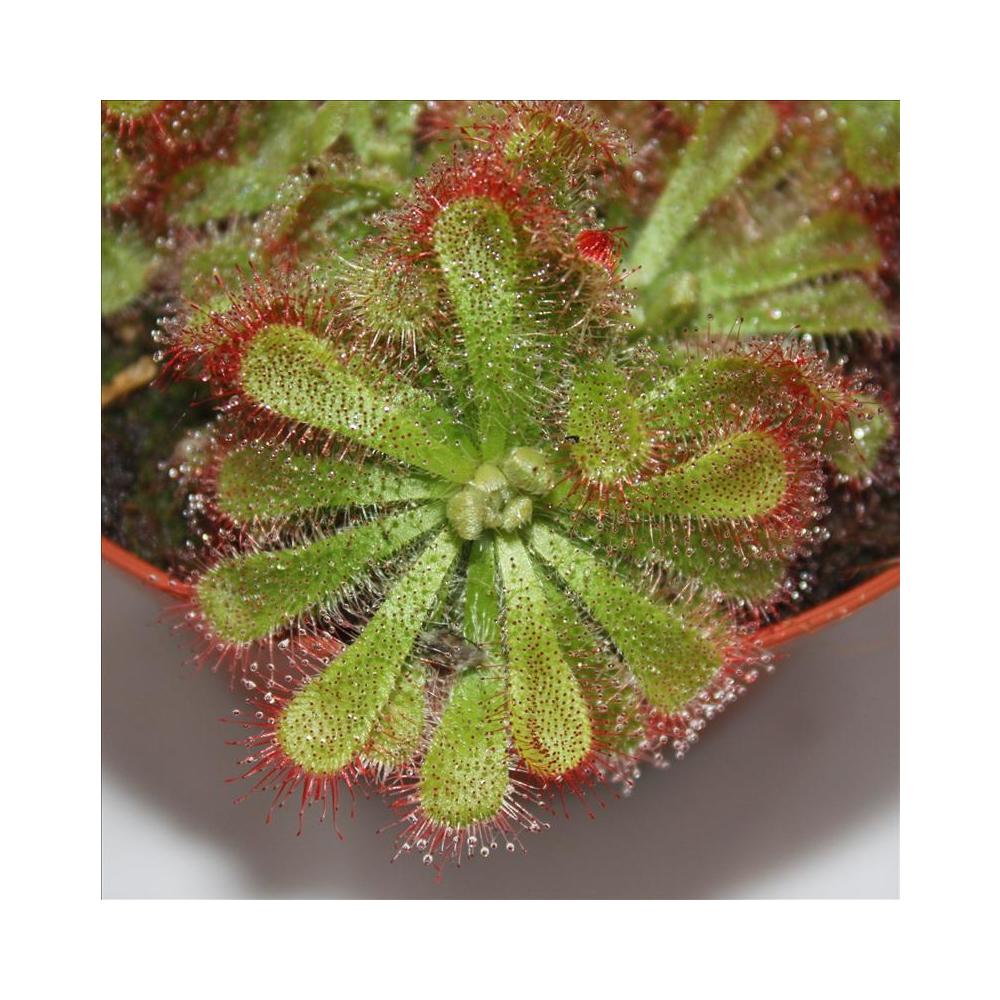 Rosaire - Drosera alicae - Pot de 9cm - 3