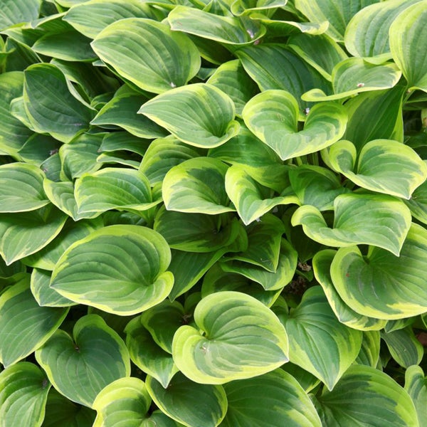 6 x Hosta 'Ground Master' - Hosta 'Golden Tiara' - godet 9x9 cm | Leroy ...