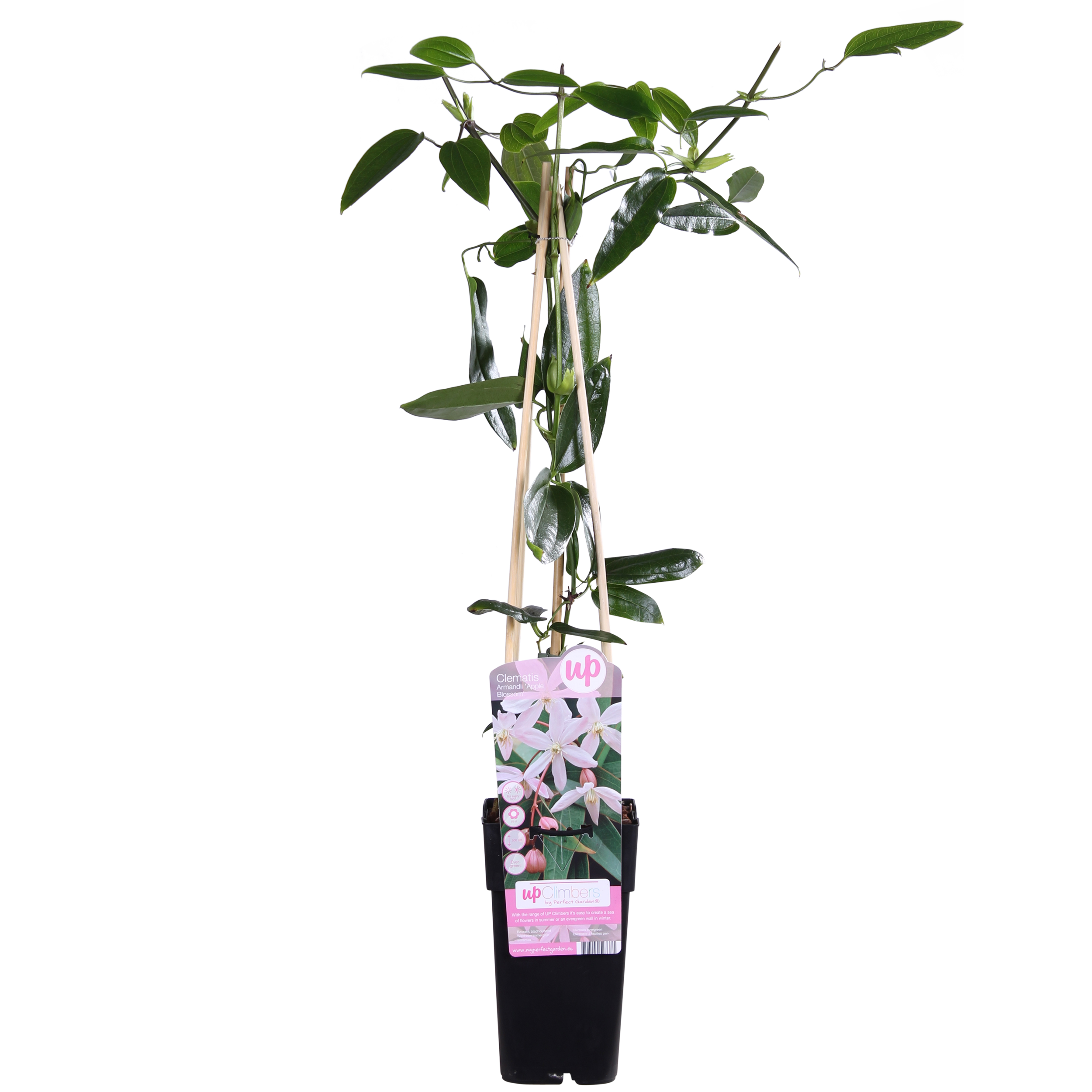 Clematis armandii ‘Apple Blossom’ zimozielony różowy - Pachnące pnącze Ø15cm H65cm