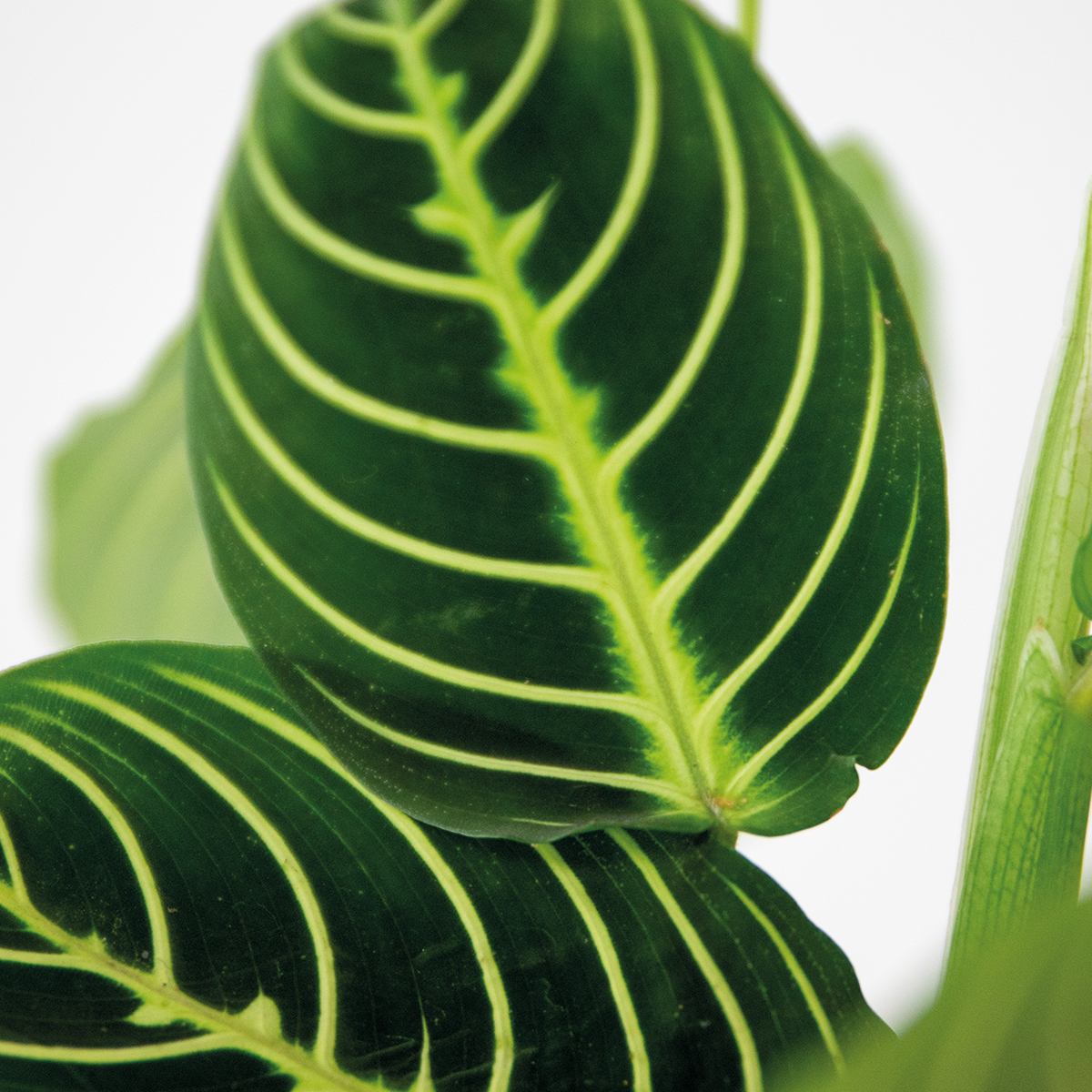 Maranta Lemon Lime - Plante priante - Plante suspendue - Dépolluante - H. 10-20 cm - P. 12 cm - 3