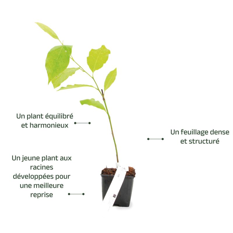 Magnolia de Soulange (Magnolia soulangeana) - Godet - Taille 20/40cm - Pépinières Naudet - 3