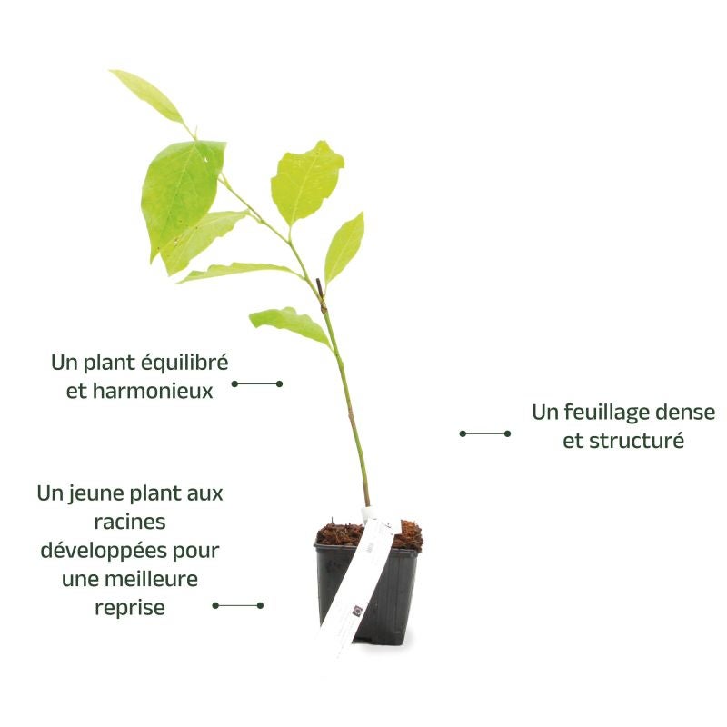 Magnolia de Soulange 'Alba Superba' (Magnolia soulangeana 'Alba Superba') - Godet - Taille 15/30cm - Pépinières Naudet - 3