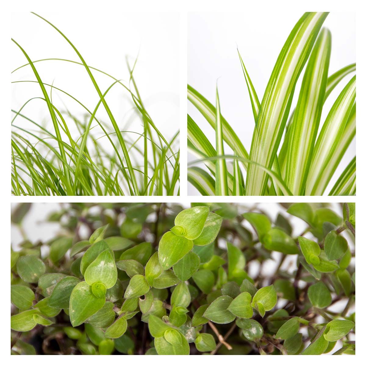 Lot de 3 - Mélange plantes d’intérieur sans danger pour les animaux - 6