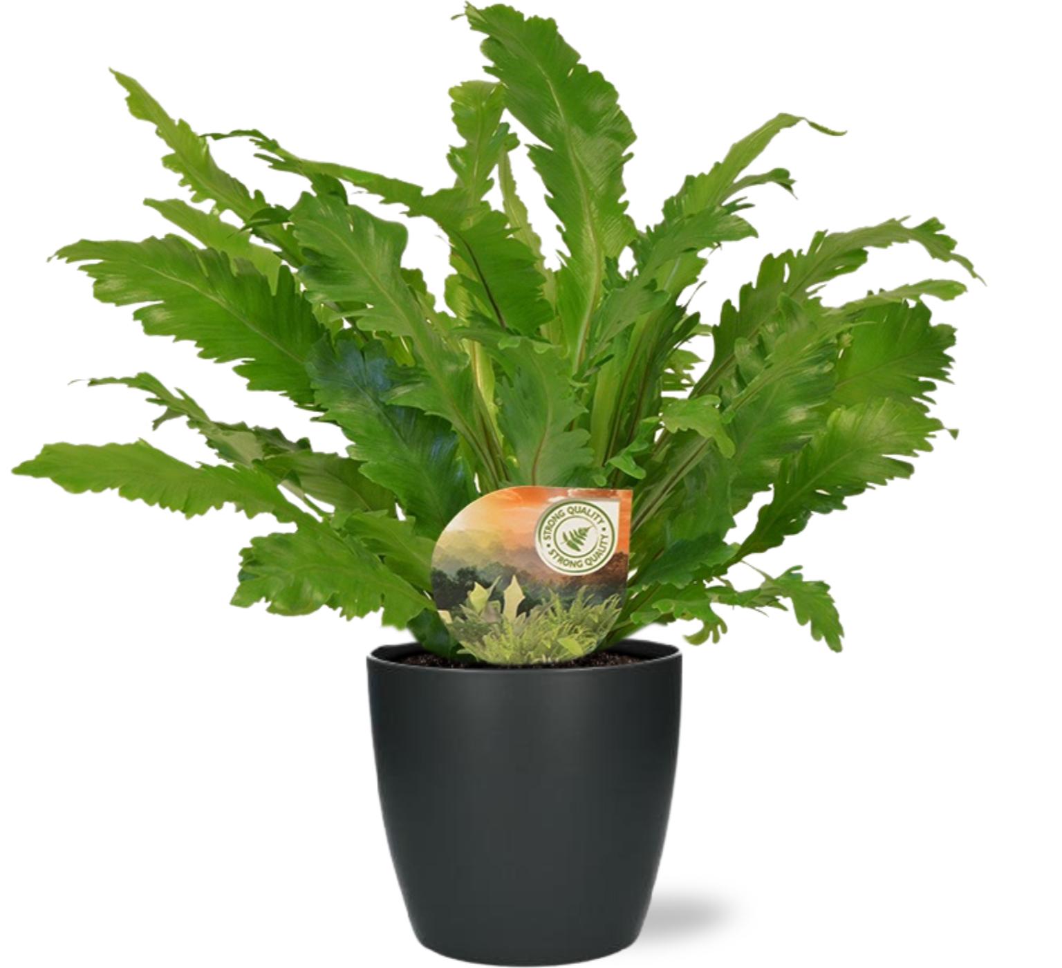 Asplenium Campio w doniczce Brussels antracyt Ø18x17cm - Roślina doniczkowa 17-50cm