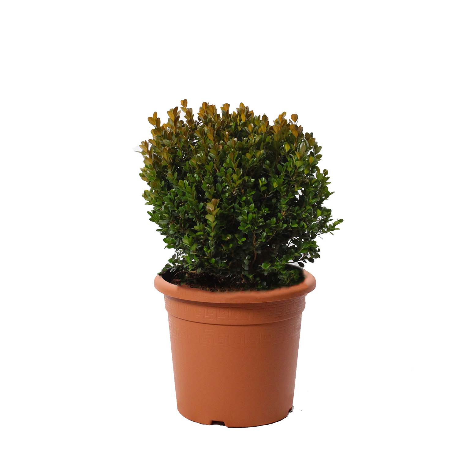 Sfera Artificiale Di Bosso 28 Cm Per Topiaria - Con Catena Sospensione, Resistente UV