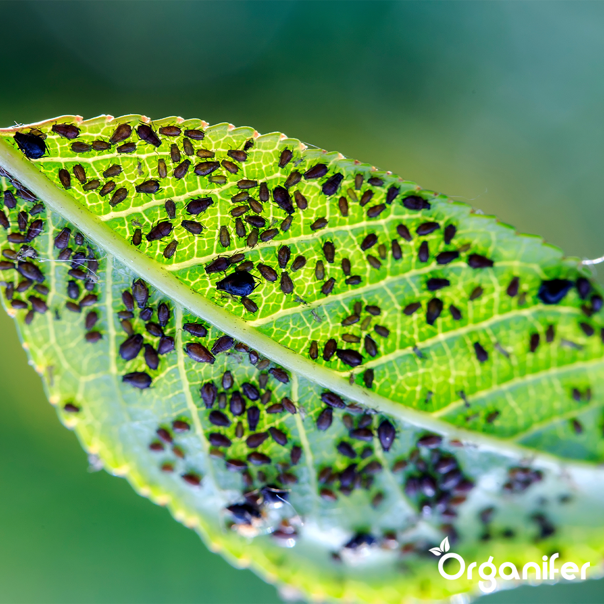 Diatomée Terre - 100% Pure - Poudre Ultra Fine - Sac De 25 Litres - 10 Kg - Organifer - 4