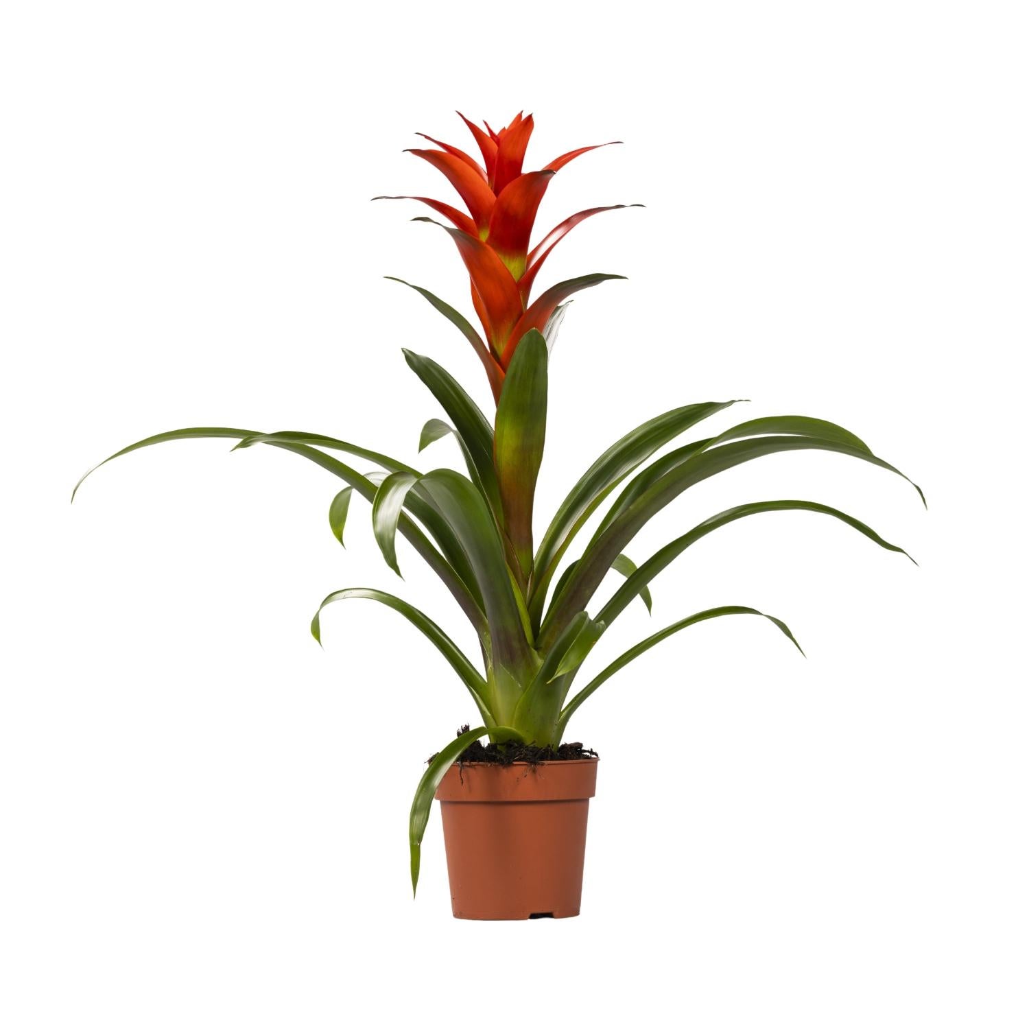 Guzmania Ostara - Roślina tropikalna doniczkowa Ø12cm ↕45cm z barwnymi liśćmi