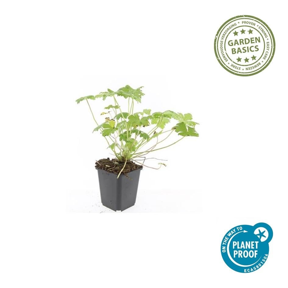 12x Géranium vivace 'Tiny Monster' – Fleurs bleues d’été – Hauteur 10-25cm – Pot Ø9cm – Couvre-sol compact - 2