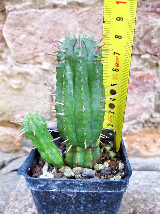 Euphorbia ferox caespitosa 12 cm, cactus, pianta grassa | Leroy Merlin