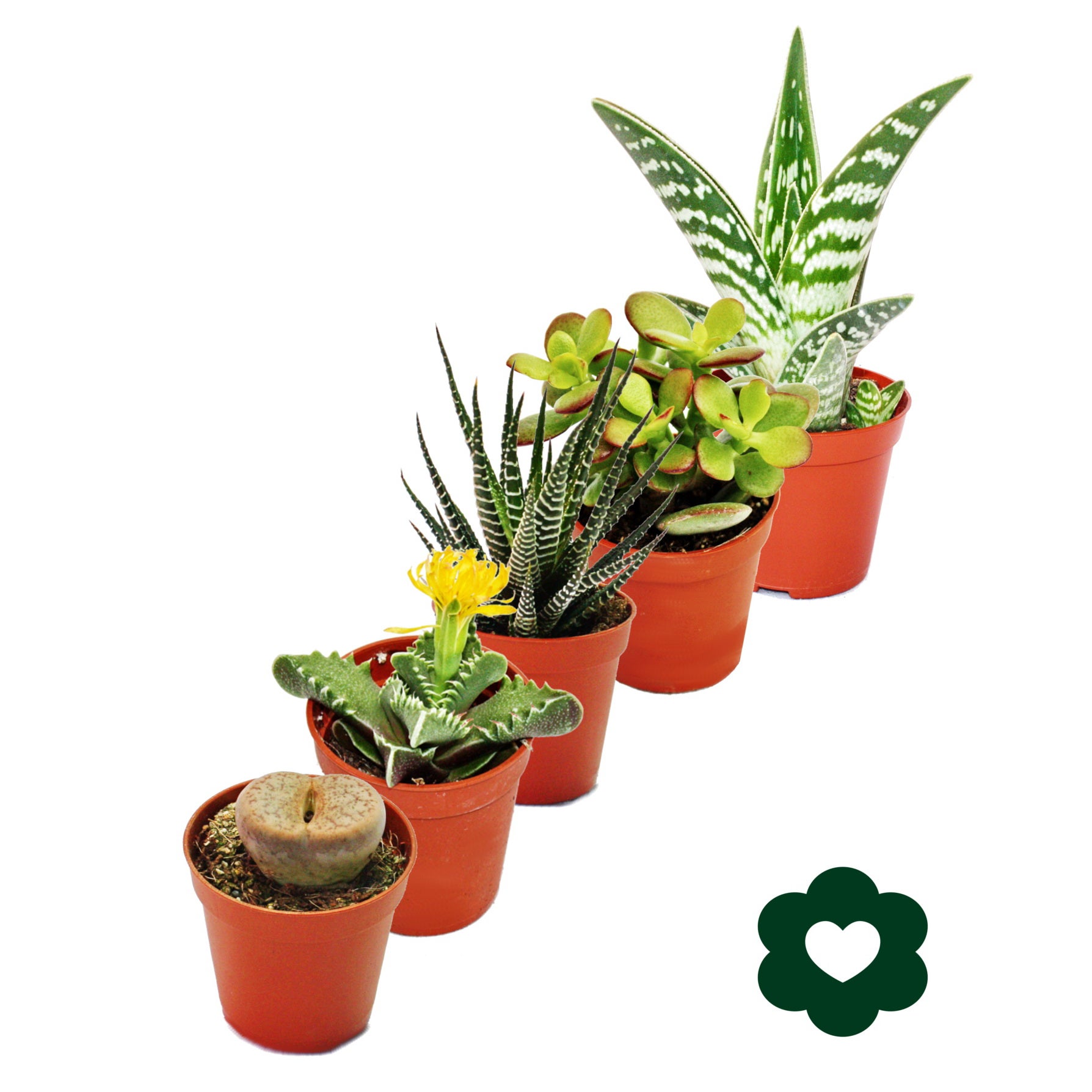 5 diverse piante grasse vaso da 5,5 cm in un set - 2
