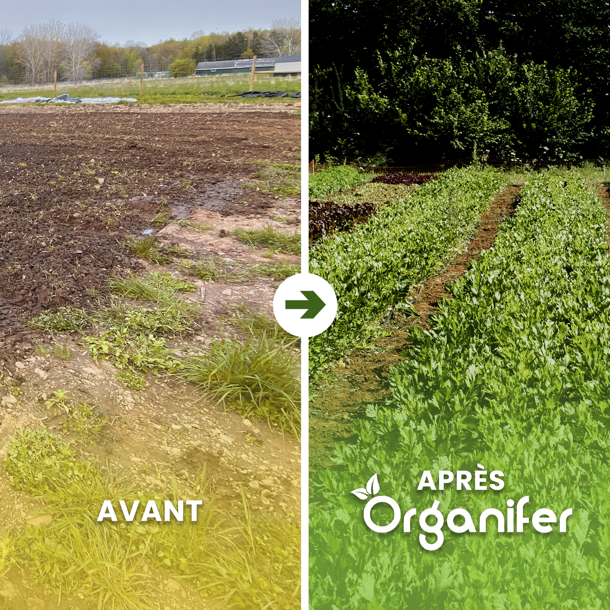 Bentonite Argile - Amendement De Sol - 20 Kg Pour 200 M2 - Organifer - 2