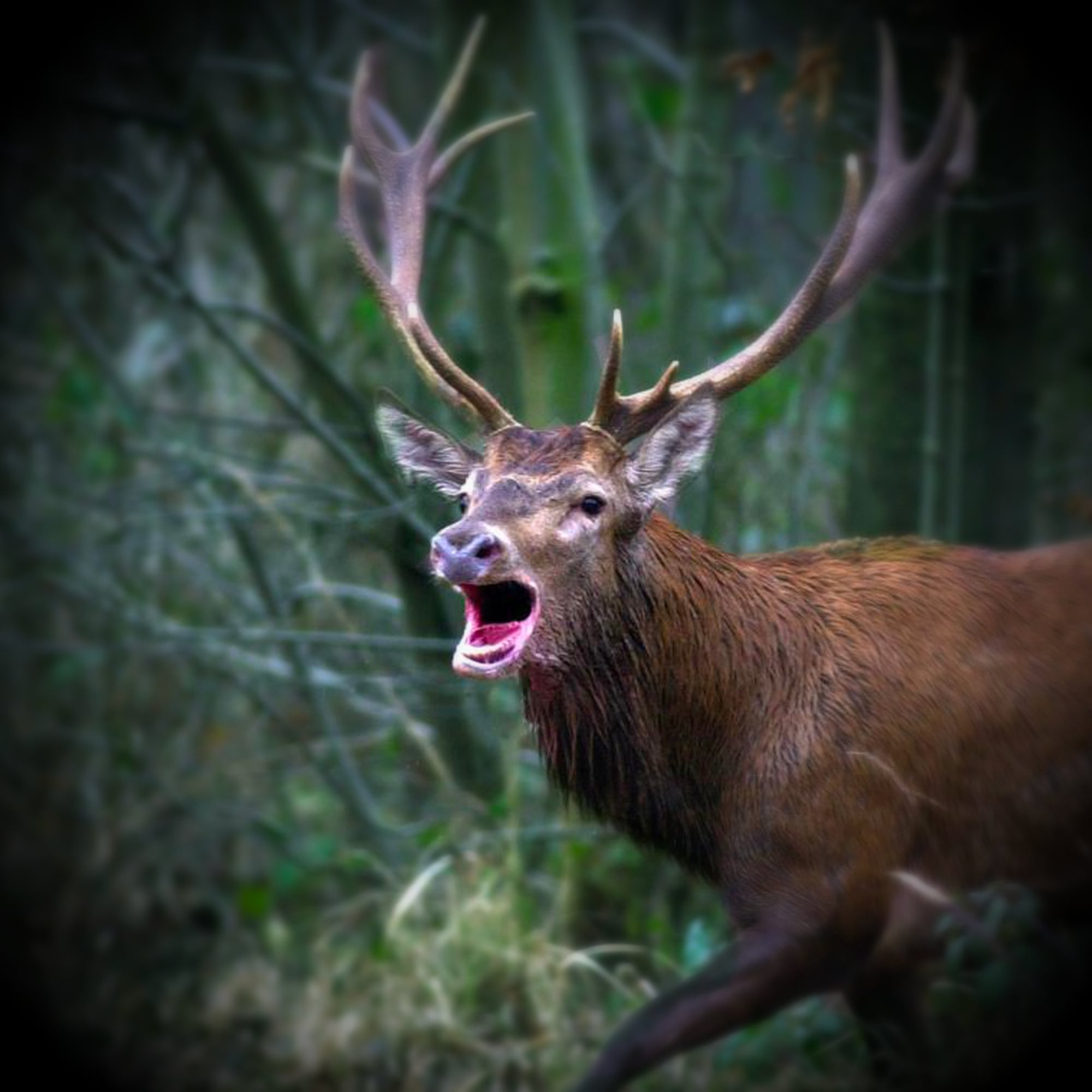 Binocolo per visione notturna a infrarossi FISHTEC, Portata 300 m, Registrazione foto e video, Zoom digitale, Custodia inclusa. - 6