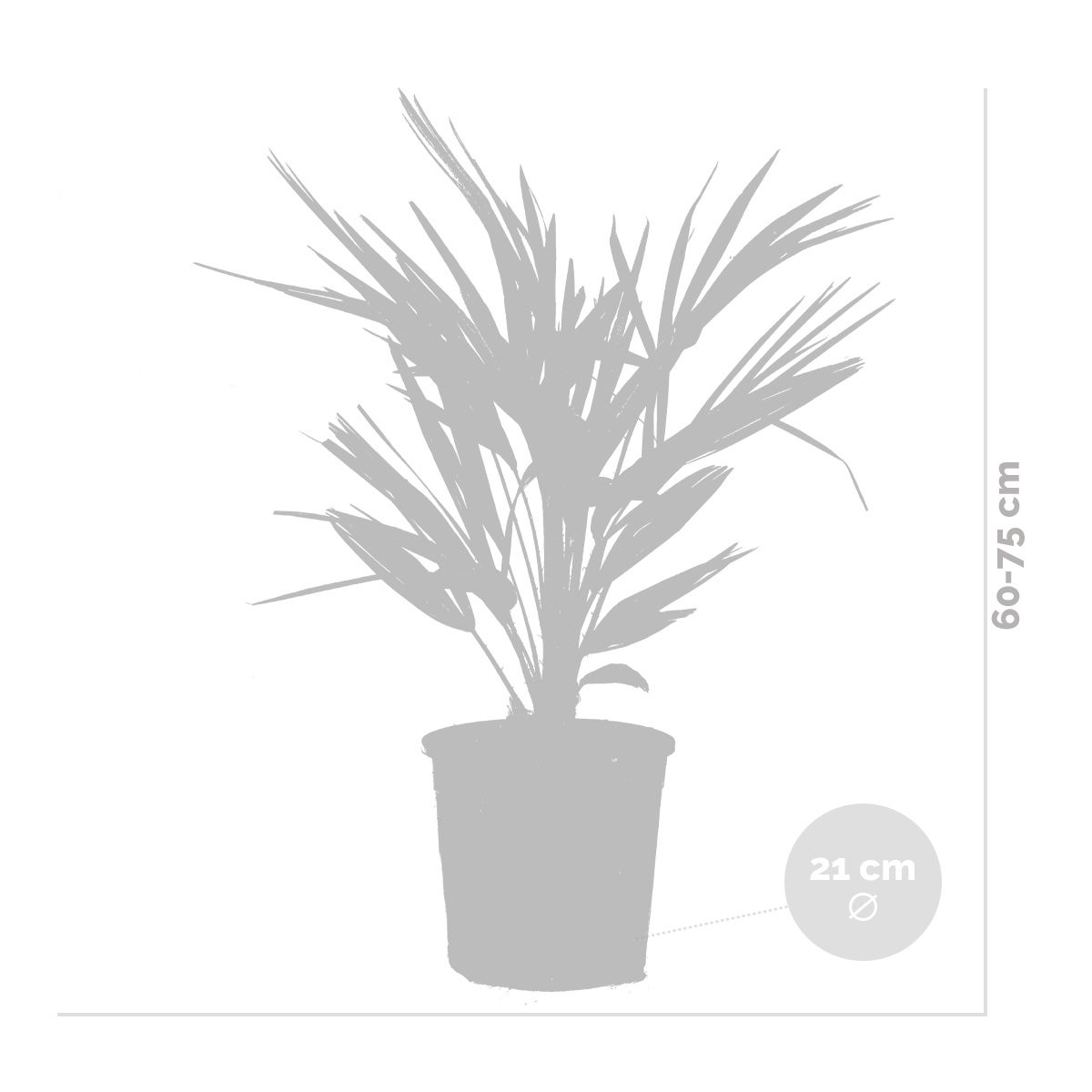 Lot de 2 - Chamaerops Humilis - Palmier nain européen - Palmier rustique - H. 70-80 cm - P. 21 cm - 3