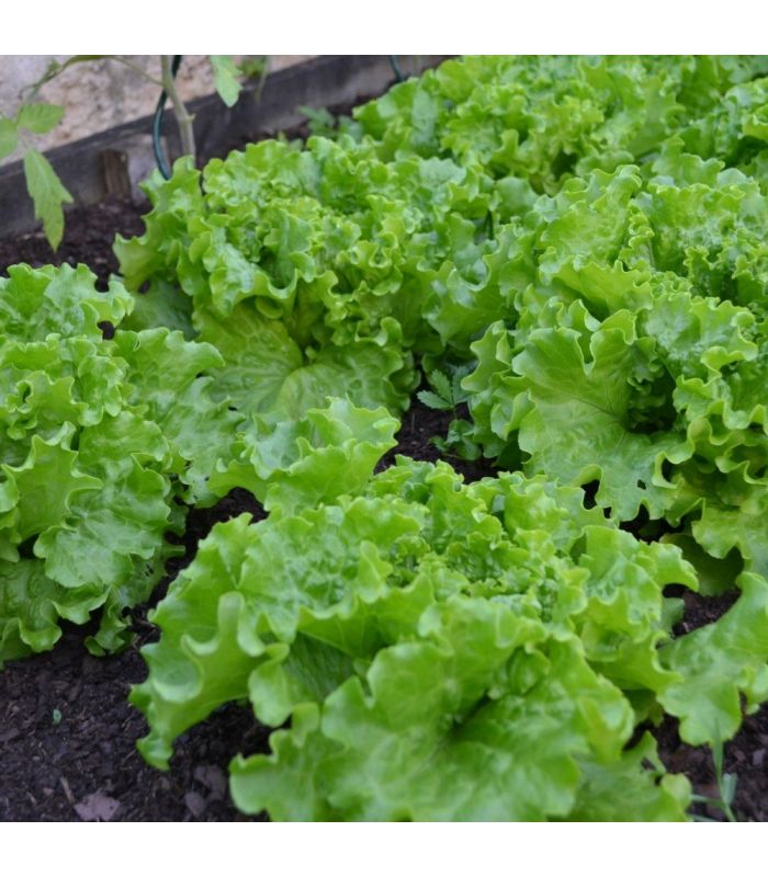 Terreau potager avec engrais organique, sac de 50 l - PRO218 - 3